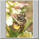 Halictus sp - Furchenbiene w01a.jpg